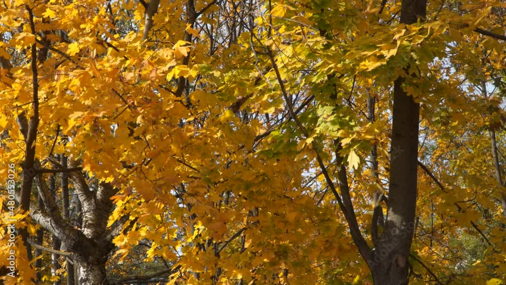 Maple trees with yellow autumn leaves. Natural background Maple trees with yellow autumn leaves. Natural background