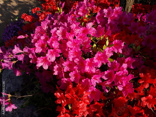 close-up pink and red royal azalea blossoms