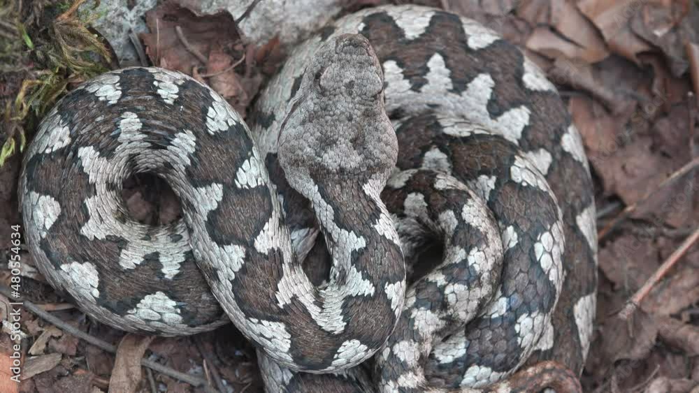 Close up horned viper (Vipera ammodytes) smelling the ait with its tongue Close up horned viper (Vipera ammodytes) smelling the ait with its tongue
