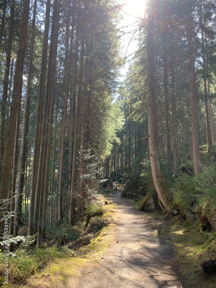 Fototapeta premium Wald