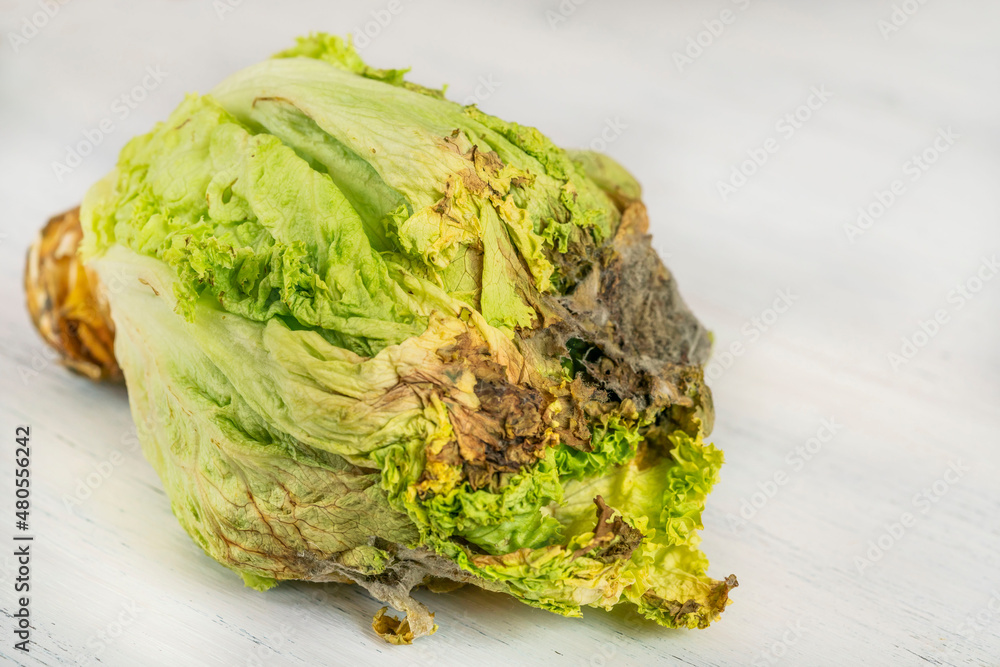 rotten or decay green lettuce salad leaves - obrazy, fototapety, plakaty 