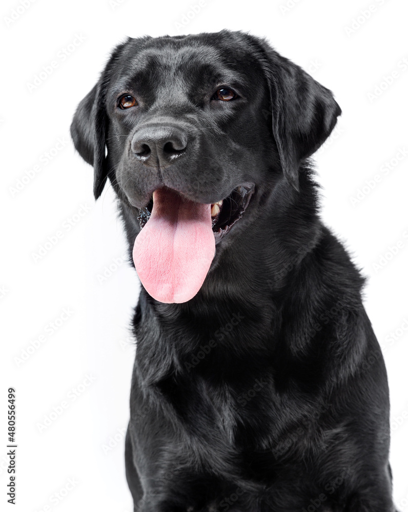 Black labrador portrait looking at the camera on a white background, isolated
Black labrador portrait looking at the camera on a white background, isolated