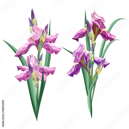 Set of Irises flowers, botanical colorful vector illustration.