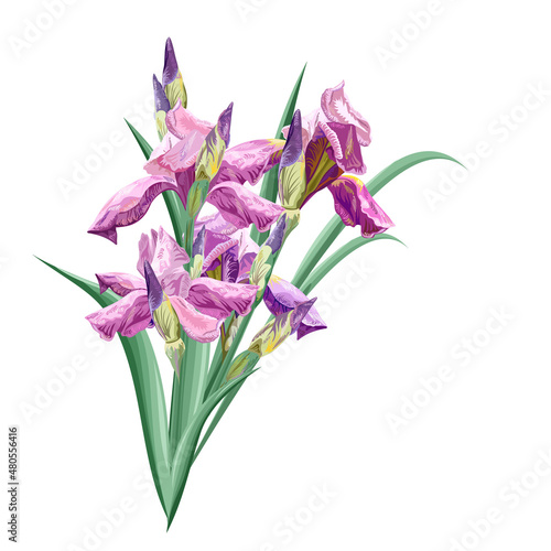 Iris flower isolated on white background. Bouquet of pink spring flowers, vector illustration.