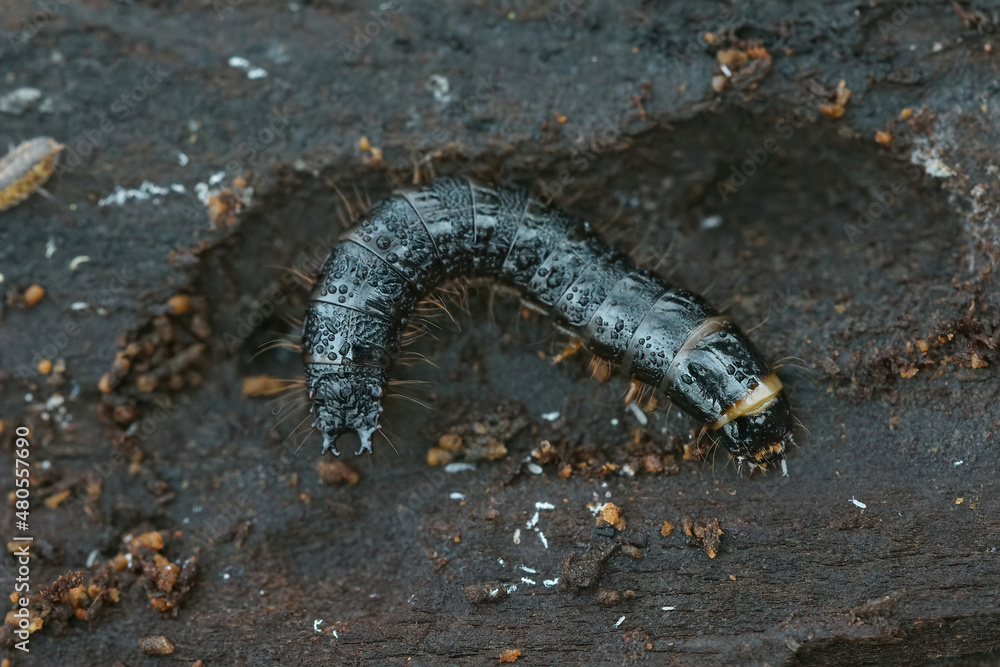 Closeup on the larvae of a clicking beetle Stenagostus rhombeus in the wood of a decaying beech tree Closeup on the larvae of a clicking beetle Stenagostus rhombeus in the wood of a decaying beech tree