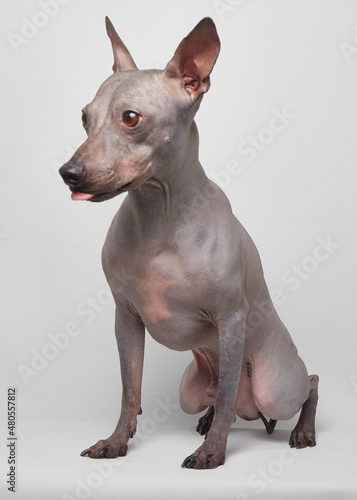Little funny grey bold dog American hairless terrier sitting and looking to the side and licking snout by tongue because want to eat