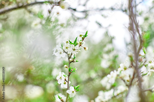 Branches of Blooming cherry tree flowers for easter and spring greeting cards with copy space, Beautiful floral spring background of nature, springtime concept