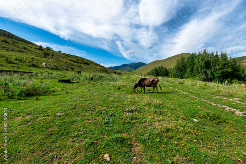 cow  in the mountains © Александр Ульман