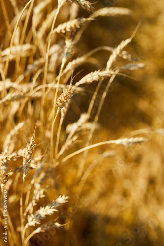Close up wheat harvest, wheat field background in the sun day, summer, agriculture..