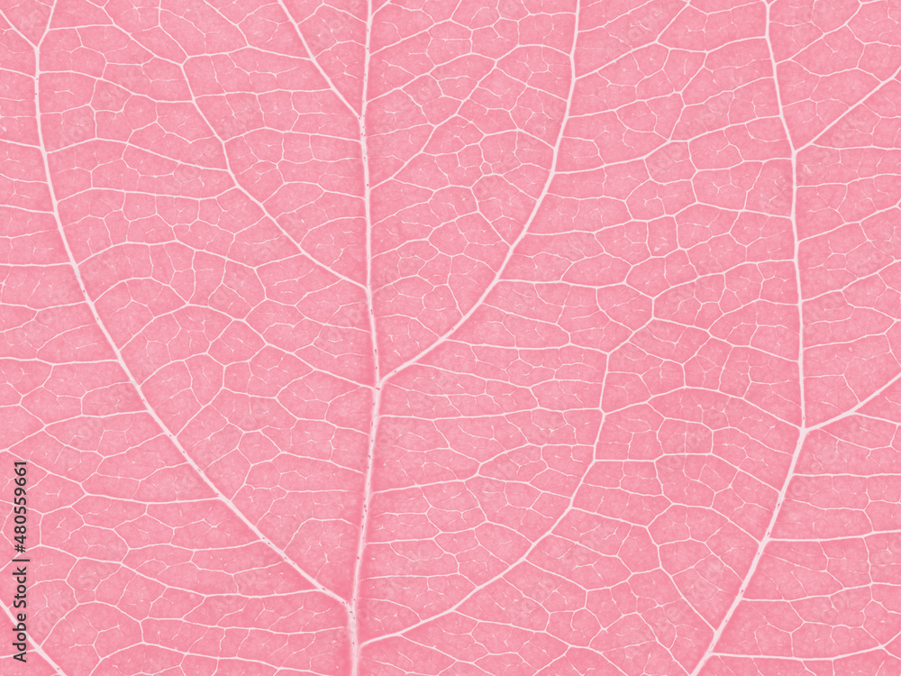 Obraz premium Leaf of fruit tree close up. Pink mosaic pattern of veins and plant cells. Abstract tinted background or wallpaper. Macro