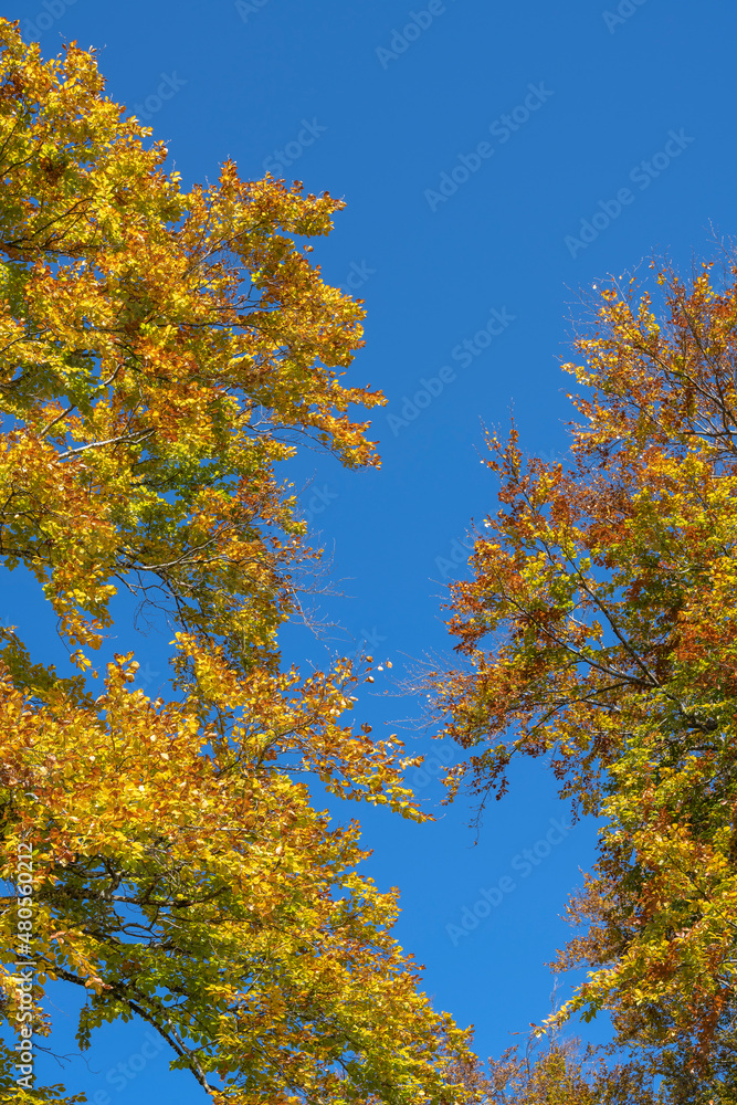 Obraz premium feuillage d'automne