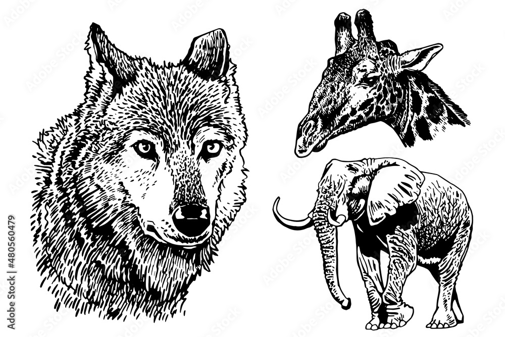 Graphical set of wild animals isolated on white background,vector ...