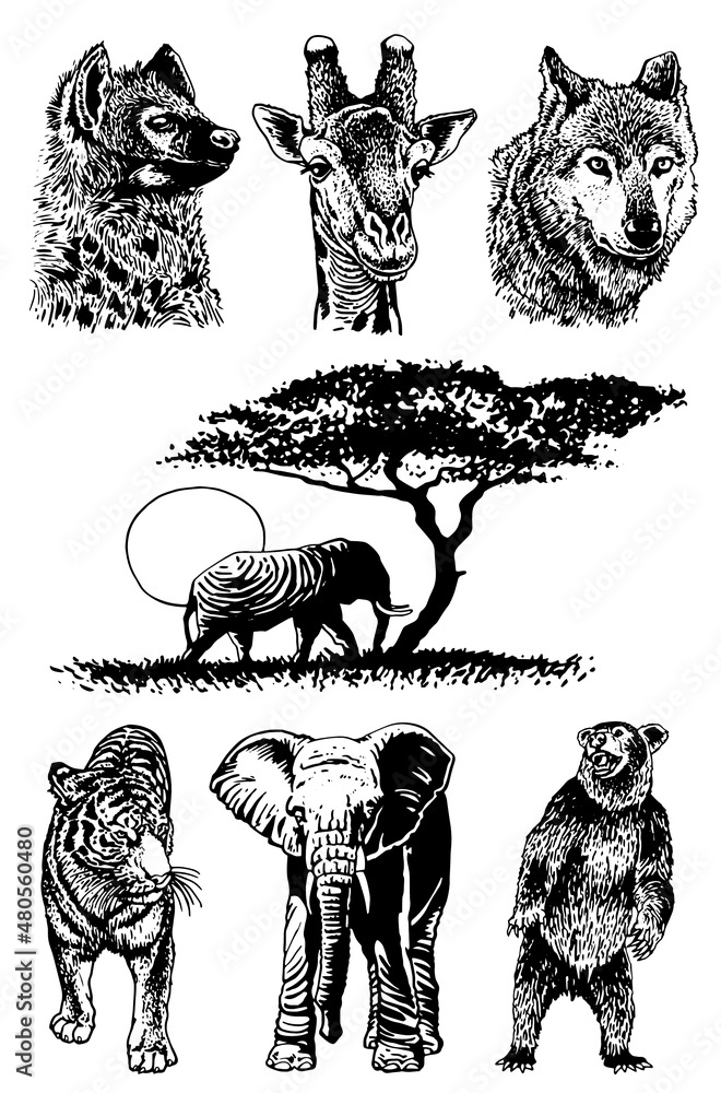 Graphical set of wild animals isolated on white background,vector ...
