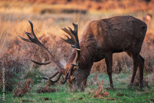 Stunning portrait of red deer stag Cervus Elaphus in golden dawn sunlight in Winter in woodland landscape