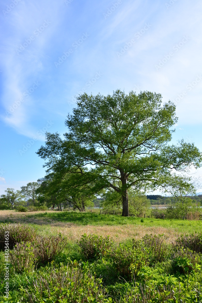 Fototapeta premium 青空の広い草原の大きな木 