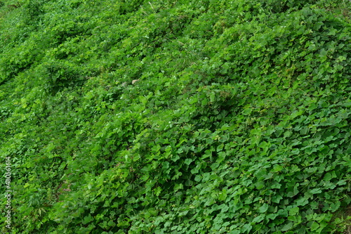 緑の葉の背景