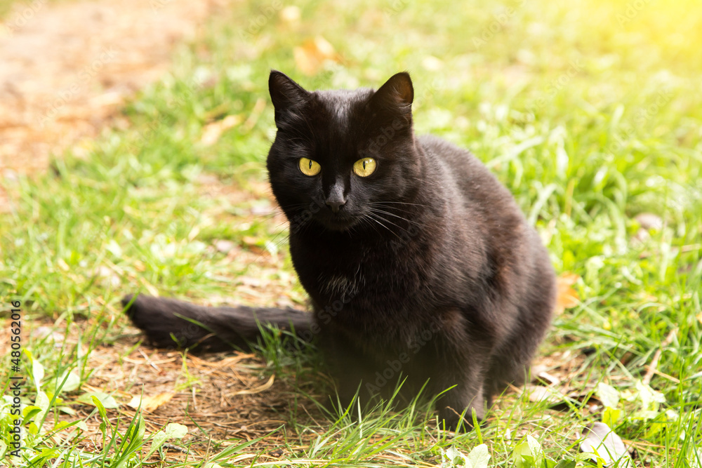 Beautiful Black cat with yellow eyes and attentive look sits outdoor ingreen grass in nature in sunlight