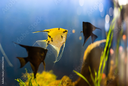aquarium colourfull fishes in dark deep blue water photo