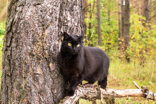 Cute black bombay cat on tree branch in forest outdoors on nature, wildlife	