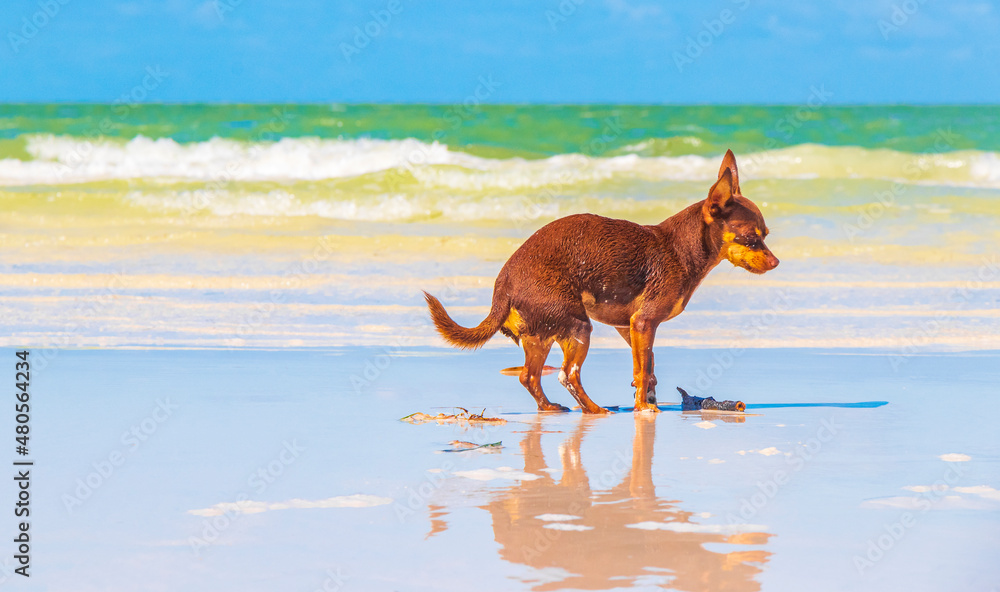 Russian toy terrier dog on the beach Holbox island Mexico. Russian toy terrier dog on the beach Holbox island Mexico.