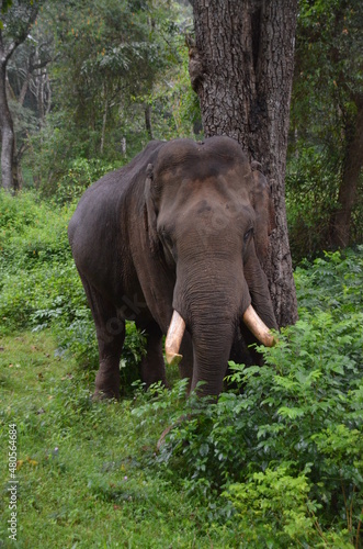 Asian elephant © Manish