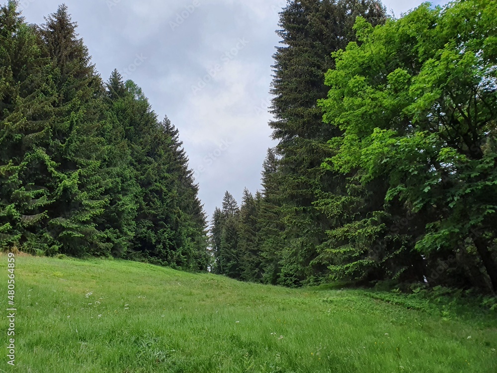 Waldwiese Wiese im Wald Blumenwiese vor Bäumen Waldwiese Wiese im Wald Blumenwiese vor Bäumen