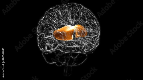 Brain Corpus callosum Anatomy For Medical Concept 3D animation photo