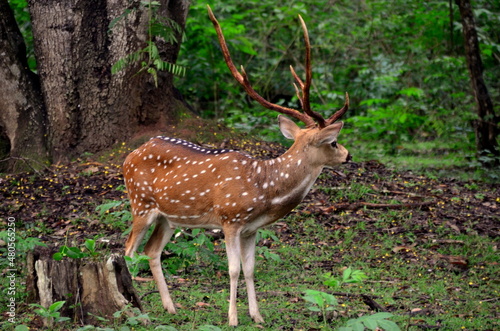 Spotted deer