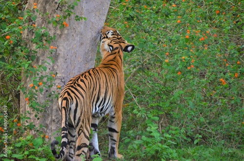 Bengal tiger