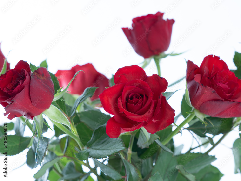 Red roses on a white background. There is a place for text. Valentine's day card, friend's day, February 14, mother's day Red roses on a white background. There is a place for text. Valentine's day card, friend's day, February 14, mother's day