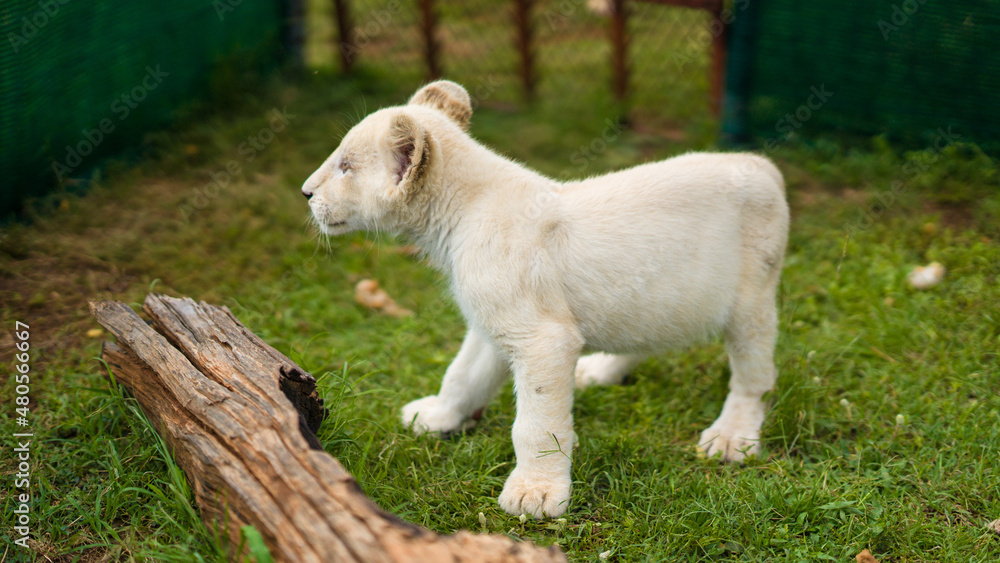 Obraz premium A little white lioness walks around the enclosure. Lioness 4 months old, rare color.