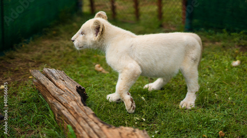A little white lioness walks around the enclosure. Lioness 4 months old, rare color. © Anna