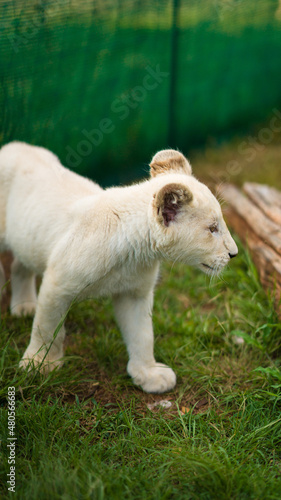 A little white lioness walks around the enclosure. Lioness 4 months old  rare color.