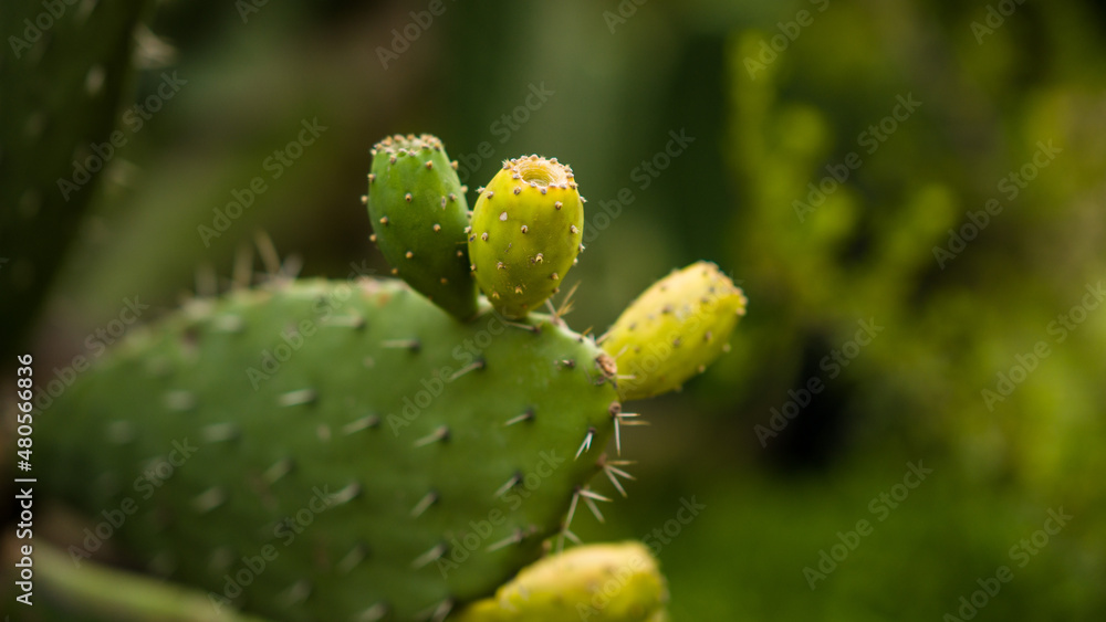 Cactus fruits. South Africa . Green background Cactus fruits. South Africa . Green background