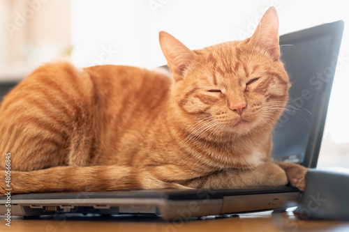 A beautiful red cat is lying on a laptop keyboard © Alex Images