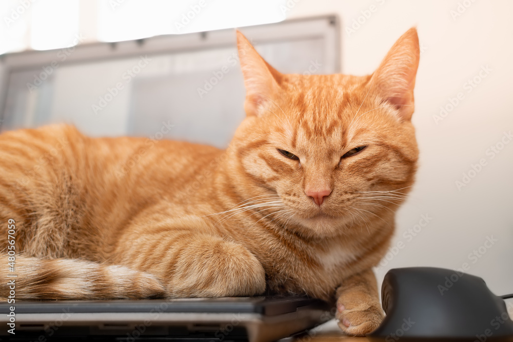 A beautiful red cat is lying on a laptop keyboard A beautiful red cat is lying on a laptop keyboard