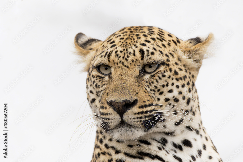 Leopard (Panthera pardus, a very pale female, looking from a termite mound for prey in Sabi Sands Game Reserve in the Greater Kruger Region in South Africa Leopard (Panthera pardus, a very pale female, looking from a termite mound for prey in Sabi Sands Game Reserve in the Greater Kruger Region in South Africa