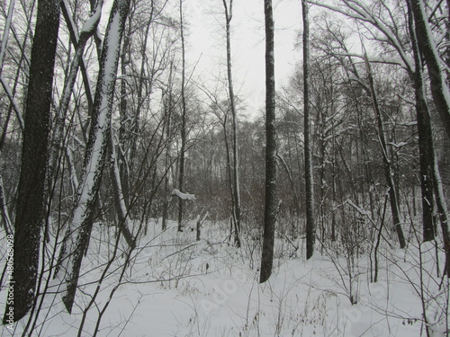 winter, snow, tree, forest, nature, cold, landscape, trees, frost, white, ice,