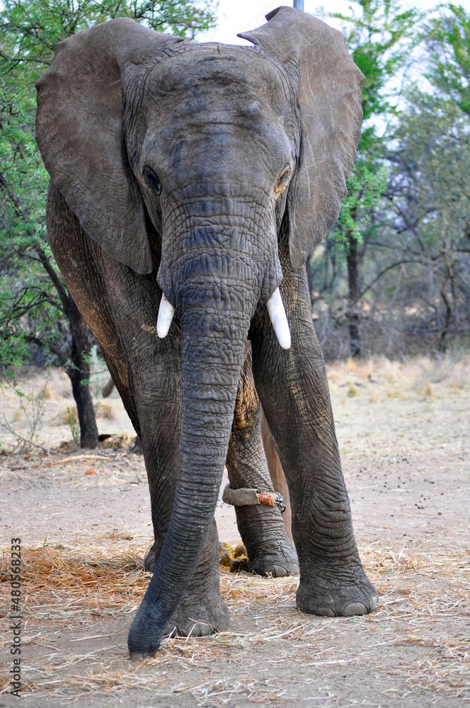 elephant elephant