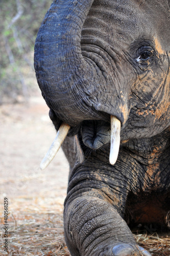 close up of an elephant
