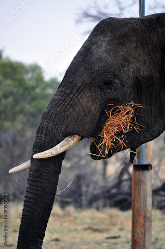elephant in zoo