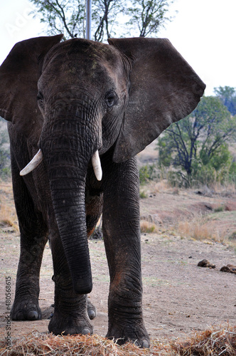 elephants