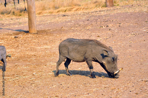 warthog in the wild