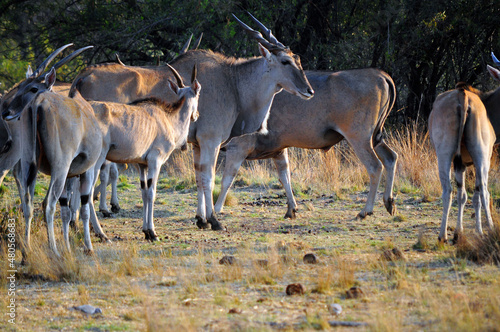 antelope in the wild
