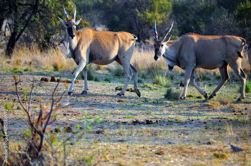 antelope in the wild
