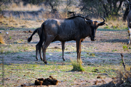 wildebeest in serengeti national park city