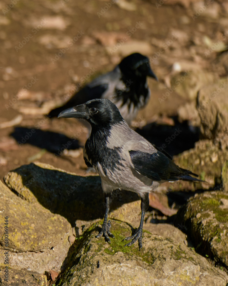 A hooded crow a pond in a city park A hooded crow a pond in a city park