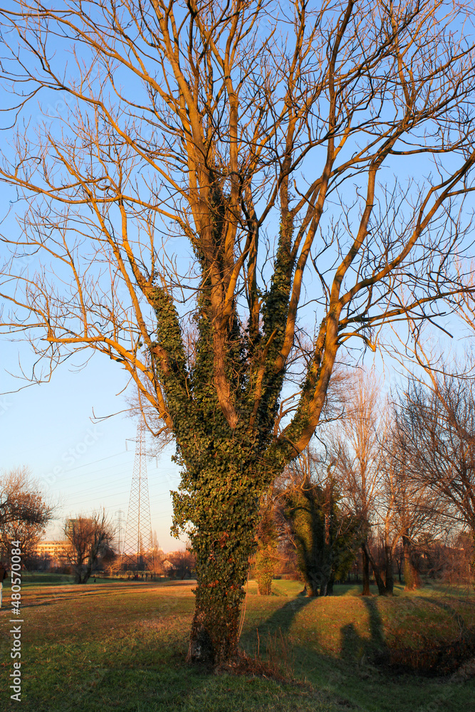 Albero spoglio avvolto dall'edera al tramonto Albero spoglio avvolto dall'edera al tramonto