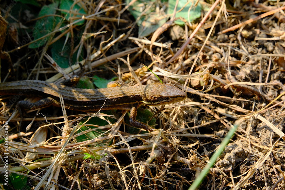 lizard on the grass lizard on the grass