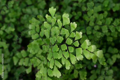 Maidenhair Fern plant in summer park. Natural close up photo. Alternative medicine ingridients.